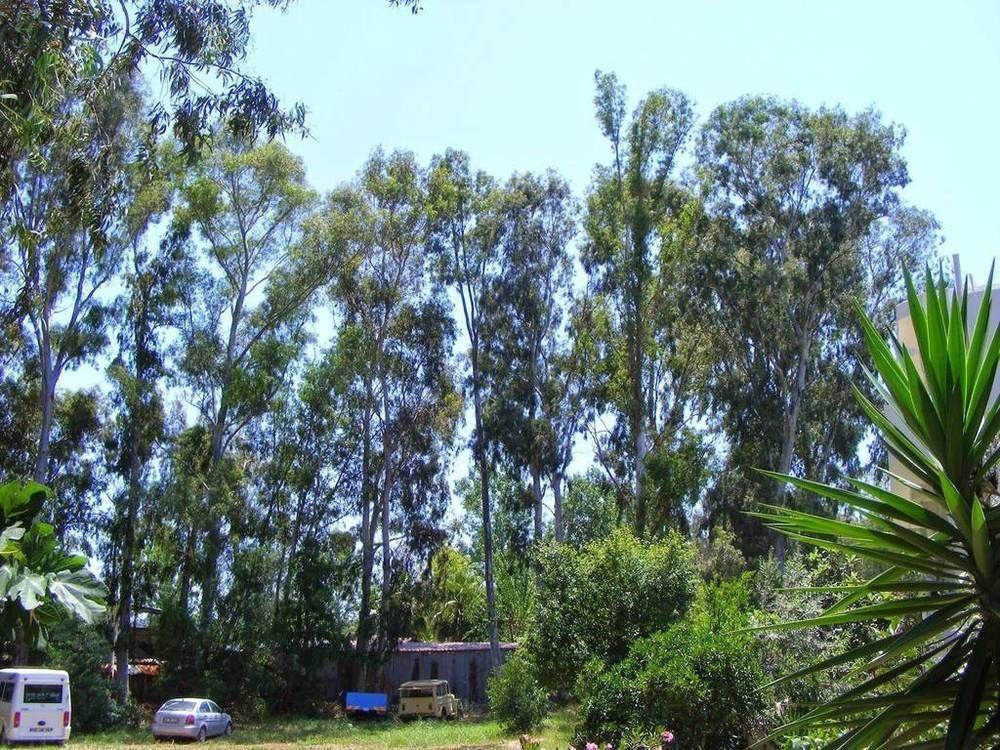 Eucalyptus Pension Patara Exterior foto
